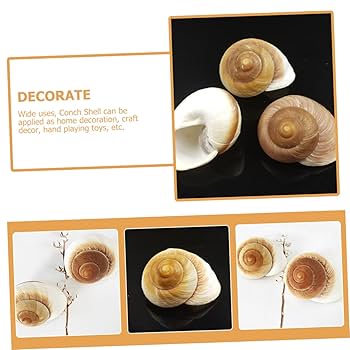 Amazon | Lurrose 天然コンク貝使用 デスクトップや水槽用贝壳
